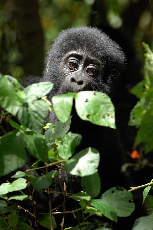 Nkuringo Bwindi Gorilla Lodge Εξωτερικό φωτογραφία