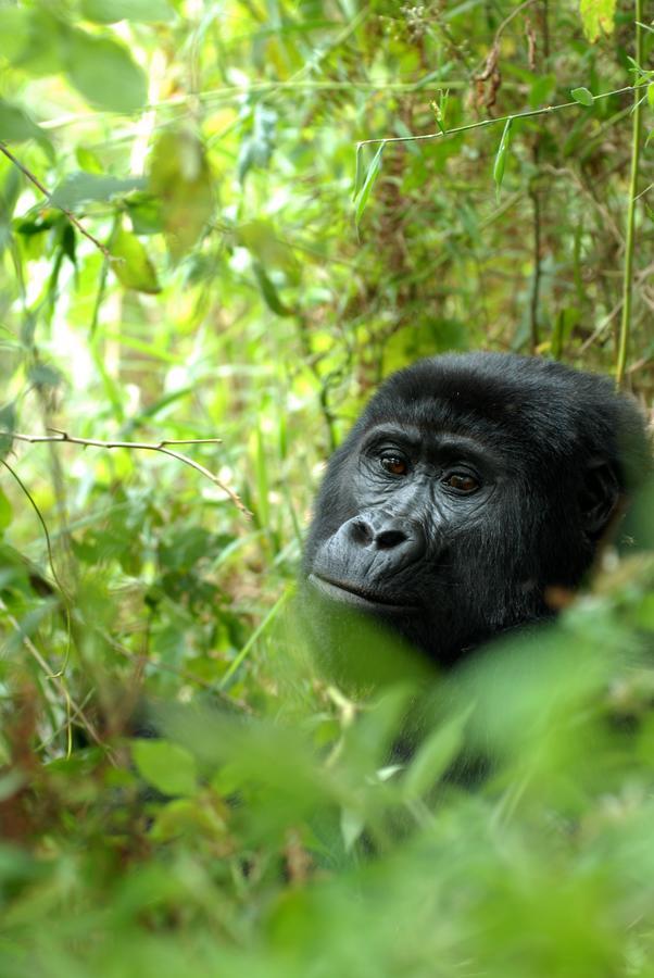 Nkuringo Bwindi Gorilla Lodge Εξωτερικό φωτογραφία