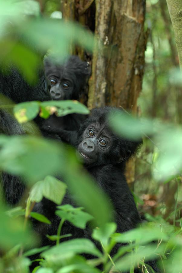 Nkuringo Bwindi Gorilla Lodge Εξωτερικό φωτογραφία
